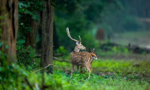 Day 1:  Delhi To Jim Corbett