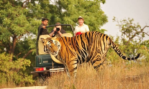 Day 4: Ranthambore Jujngle Safari Wildlife Safari Day 4: Ranthambore Jujngle Safari Wildlife Safari