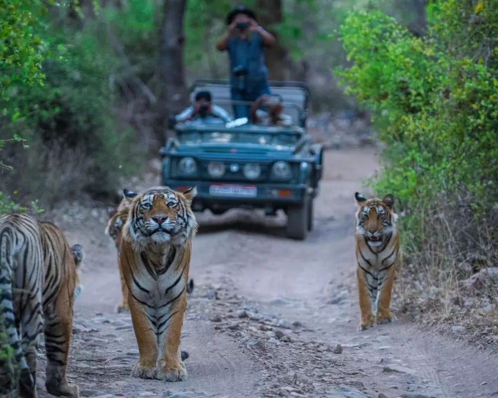 Day 5: Ranikhet to Jim Corbett Tiger National Park.
