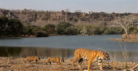 Day 14 : Ranthambore Jangle Safari Morning / Afternoon Day 14 : Ranthambore Jangle Safari Morning / Afternoon